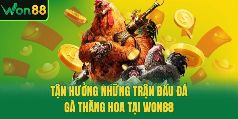 Tận hưởng những trận đấu đá gà thăng hoa tại Won88