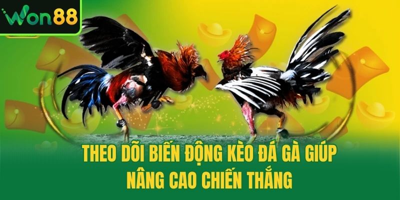 Theo dõi biến động kèo đá gà giúp nâng cao chiến thắng